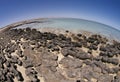 Stromatolite Royalty Free Stock Photo